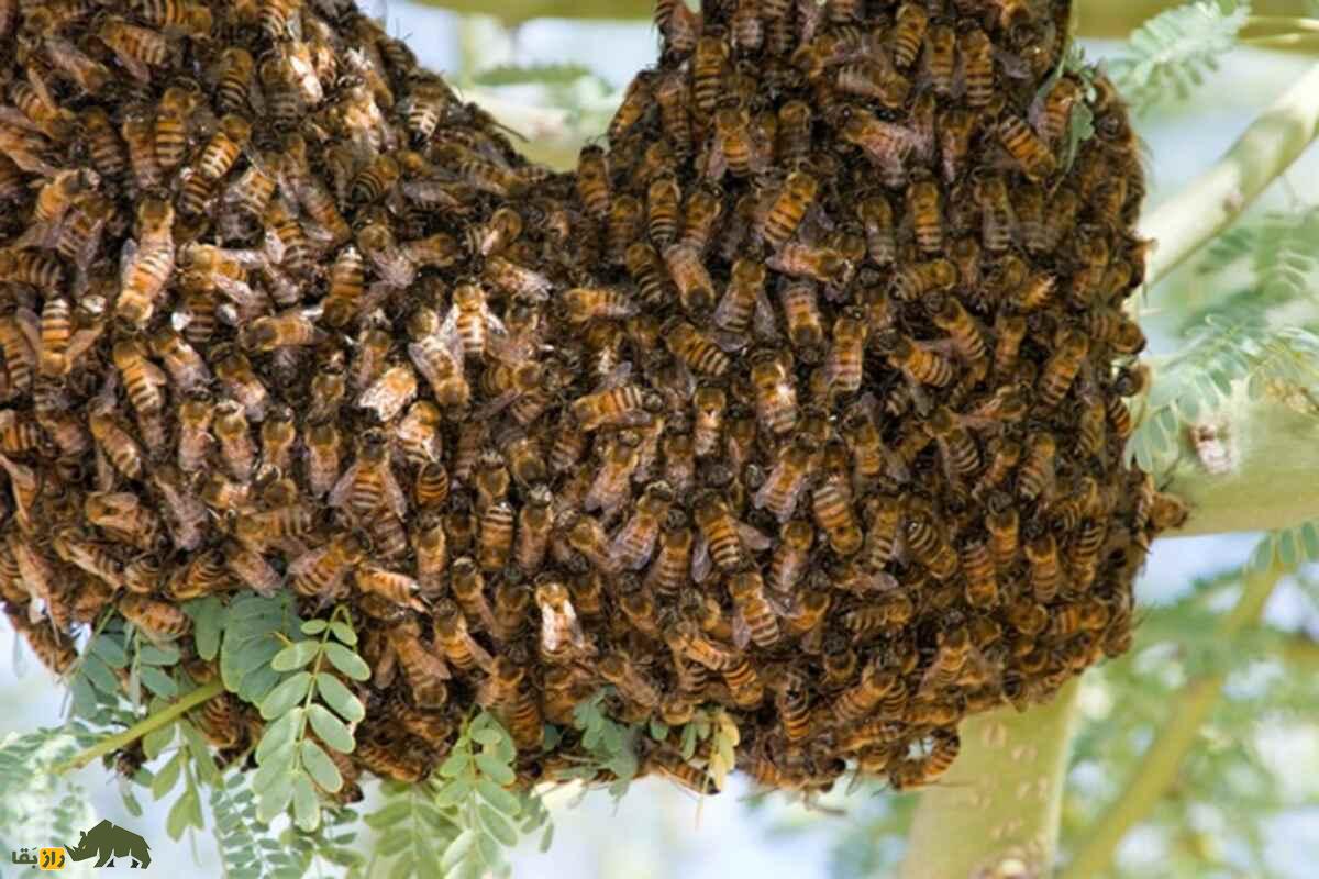 زنبور آفریقایی؛ قاتلی واقعی! معرفی کامل مهاجم‌ترین گونه زنبور عسل جهان امروز که به وسیله انسان به وجود آمد