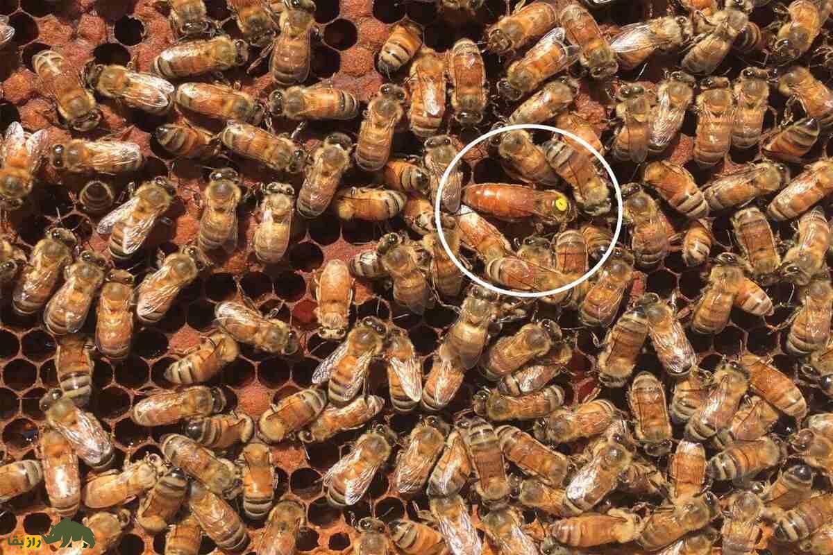 زنبور آفریقایی؛ قاتلی واقعی! معرفی کامل مهاجم‌ترین گونه زنبور عسل جهان امروز که به وسیله انسان به وجود آمد