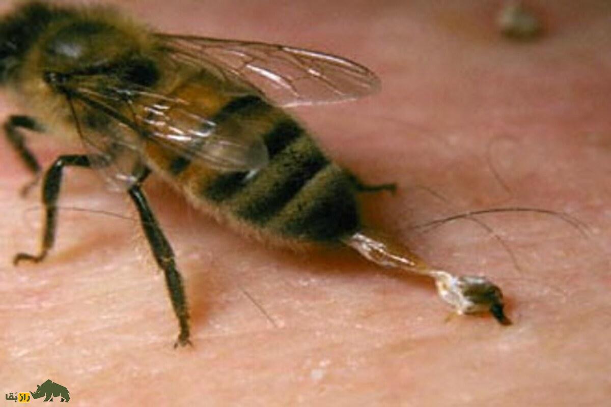 زنبور آفریقایی؛ قاتلی واقعی! معرفی کامل مهاجم‌ترین گونه زنبور عسل جهان امروز که به وسیله انسان به وجود آمد