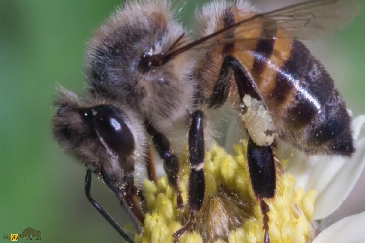 زنبور آفریقایی؛ قاتلی واقعی! معرفی کامل مهاجم‌ترین گونه زنبور عسل جهان امروز که به وسیله انسان به وجود آمد