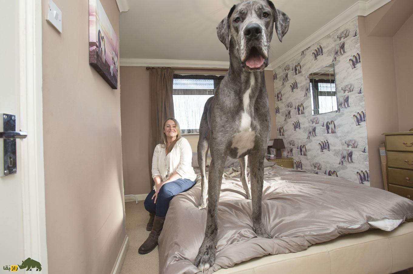 گریت دین: بلندترین سگ جهان معروف به «آپولوی سگها» که تنبلترین سگ جهان است و کمتر از همه سگها عمر میکند گریت دین