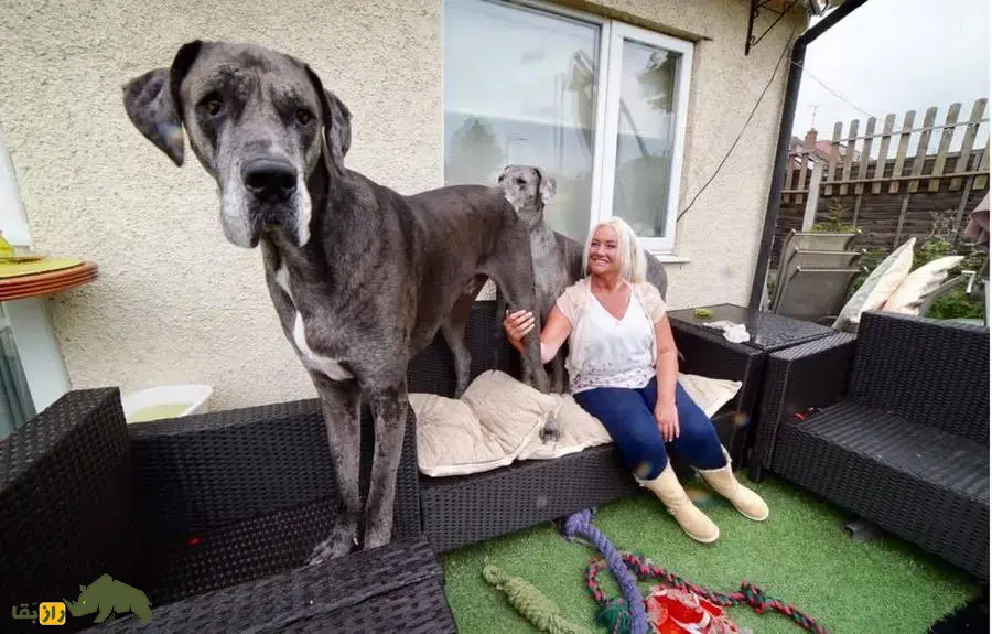 گریت دین: بلندترین سگ جهان معروف به «آپولوی سگها» که تنبلترین سگ جهان است و کمتر از همه سگها عمر میکند گریت دین بلندترین سگ دنیا در کنار صاحبش در یک خانه