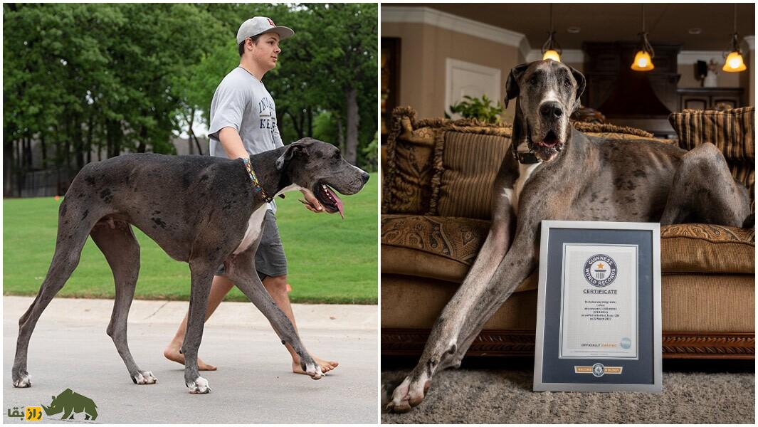 گریت دین: بلندترین سگ جهان معروف به «آپولوی سگها» که تنبلترین سگ جهان است و کمتر از همه سگها عمر میکند سگ گریت دین و صاحبش