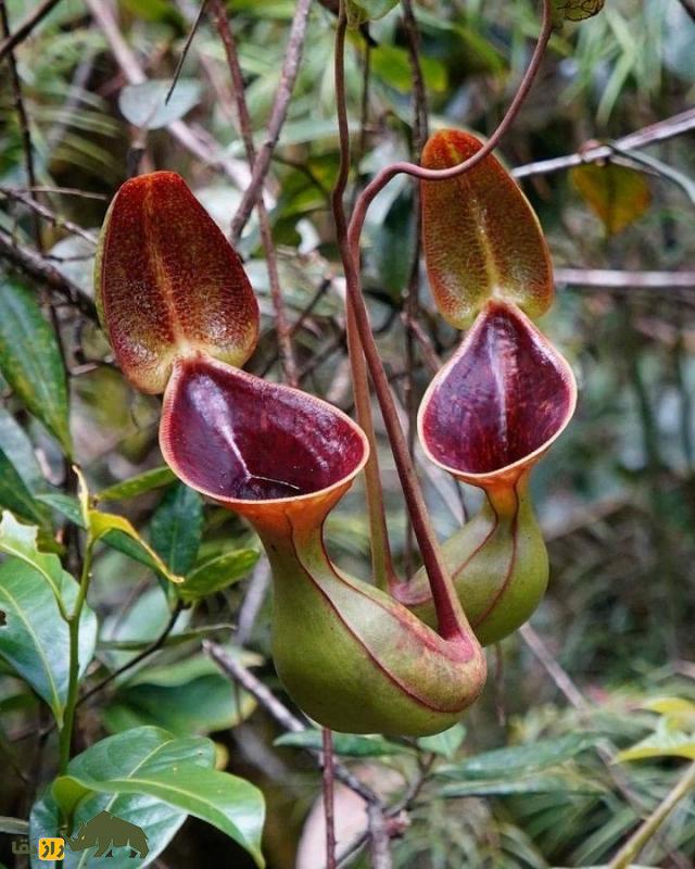 گیاه‌پارچ‌ها