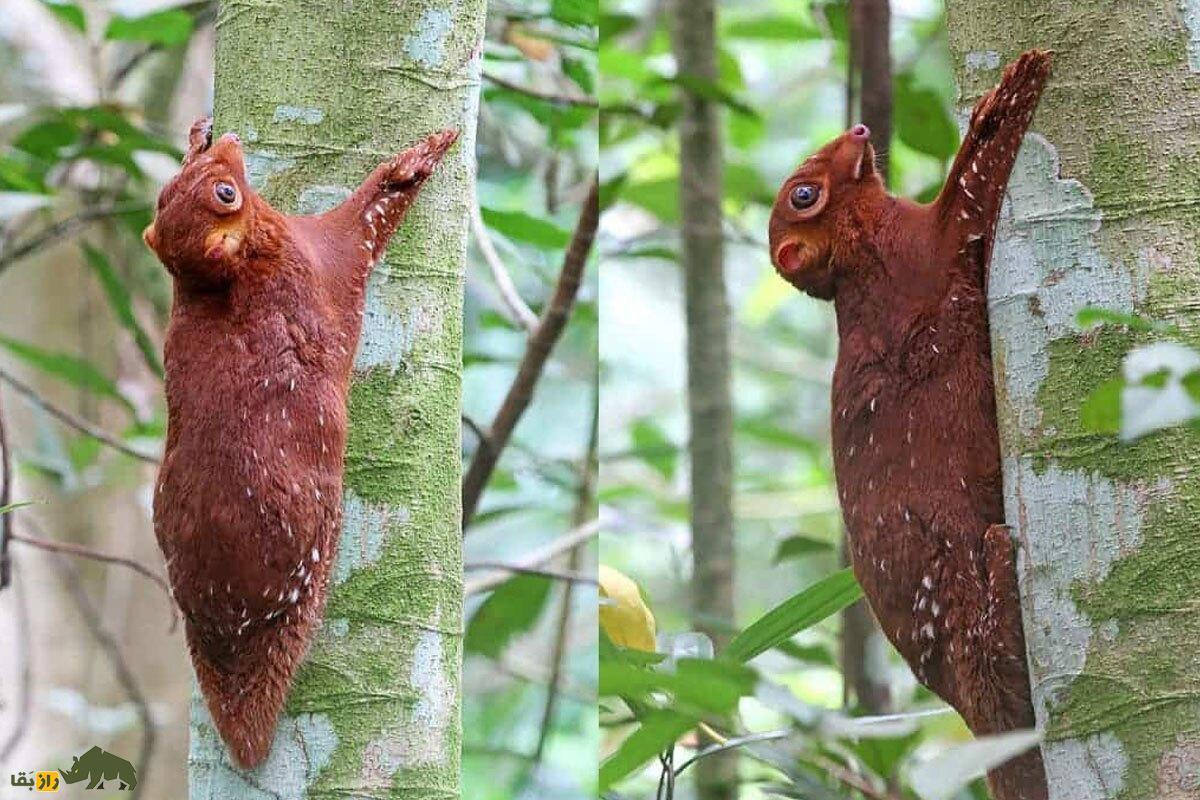 تصویری از حیوان کمیاب کولوگو