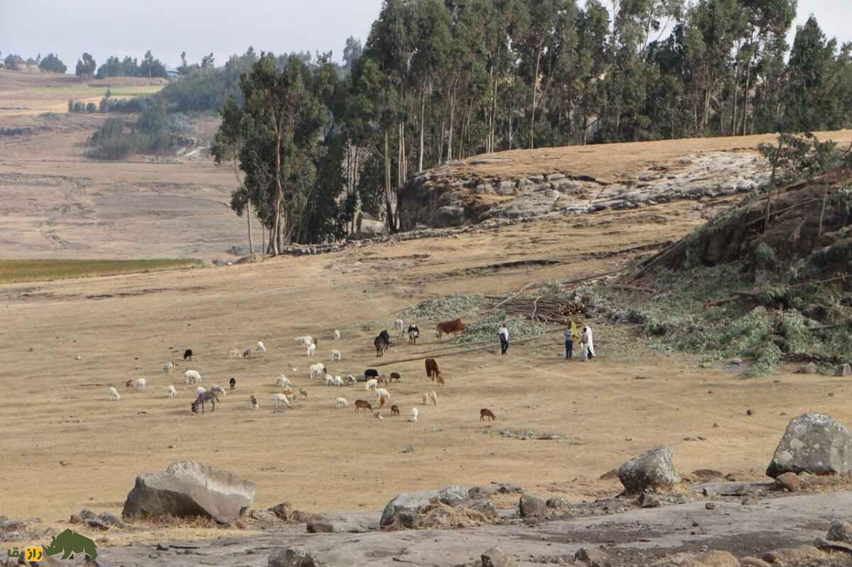 گوسفند منز اتیوپی