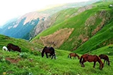 تصاویری دیدنی از کوچ بهاری اسب‌ها در استان گیلان