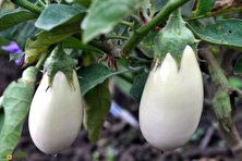 بادمجان کَسپر؛ بادمجانی فرانسوی با پوست و گوشت سفید که هنگام برش صدای جیر جیر می‌دهد