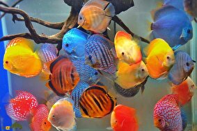 ماهی دیسکس چیست؟ راهنمای کامل نگهداری، تغذیه و پروش زیباترین ماهی آکواریوم