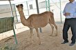 کاما؛ جانوری با چهره غافلگیر کننده که حاصل جفتگیری شتر و لاماست و در دبی به دنیا آمده است