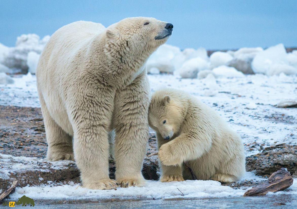 ویدئو | اندازه واقعی خرس قطبی را ببینید! خرس قطبی در کنار توله اش روی یک تکه یخ در اقیانوس یخ زده