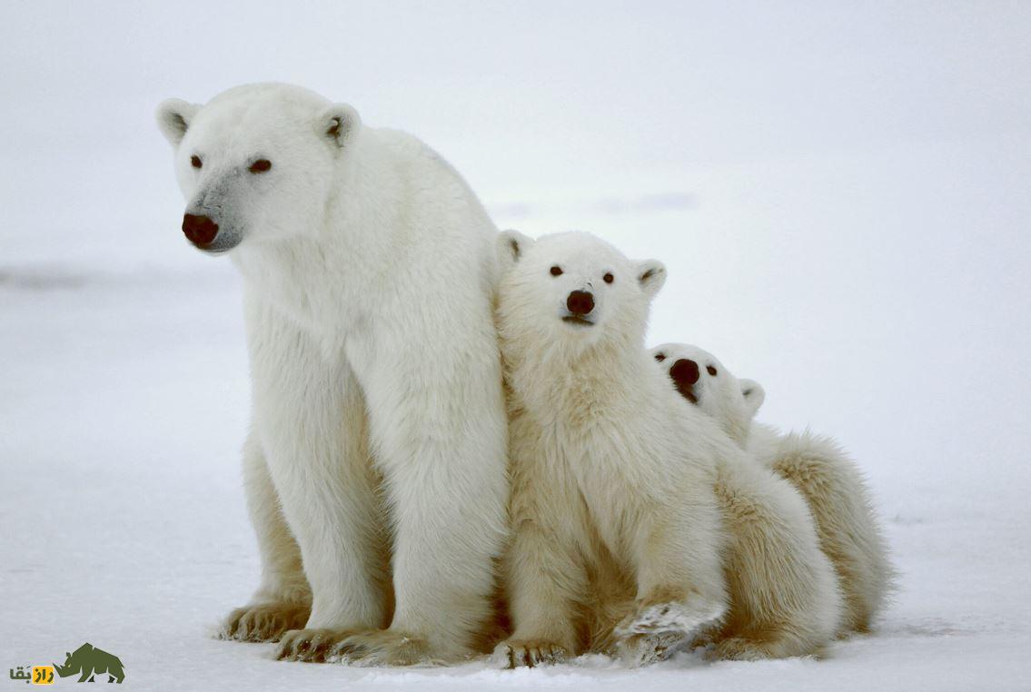 ویدئو | اندازه واقعی خرس قطبی را ببینید! خرس قطبی با دو توله اش روی برف های قطب
