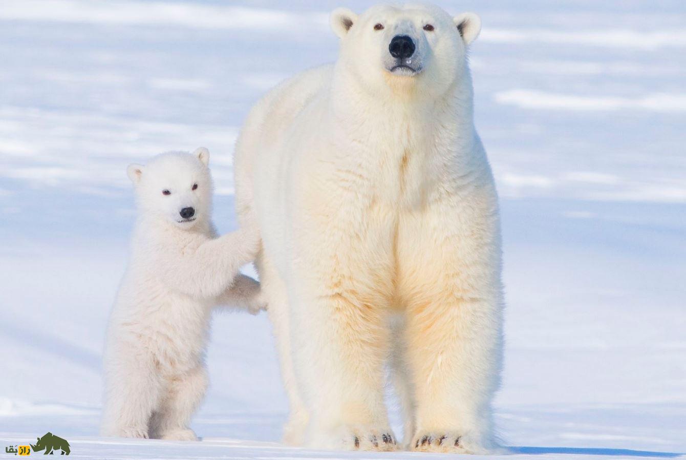 ویدئو | اندازه واقعی خرس قطبی را ببینید! خرس قطبی با توله اش روی برف