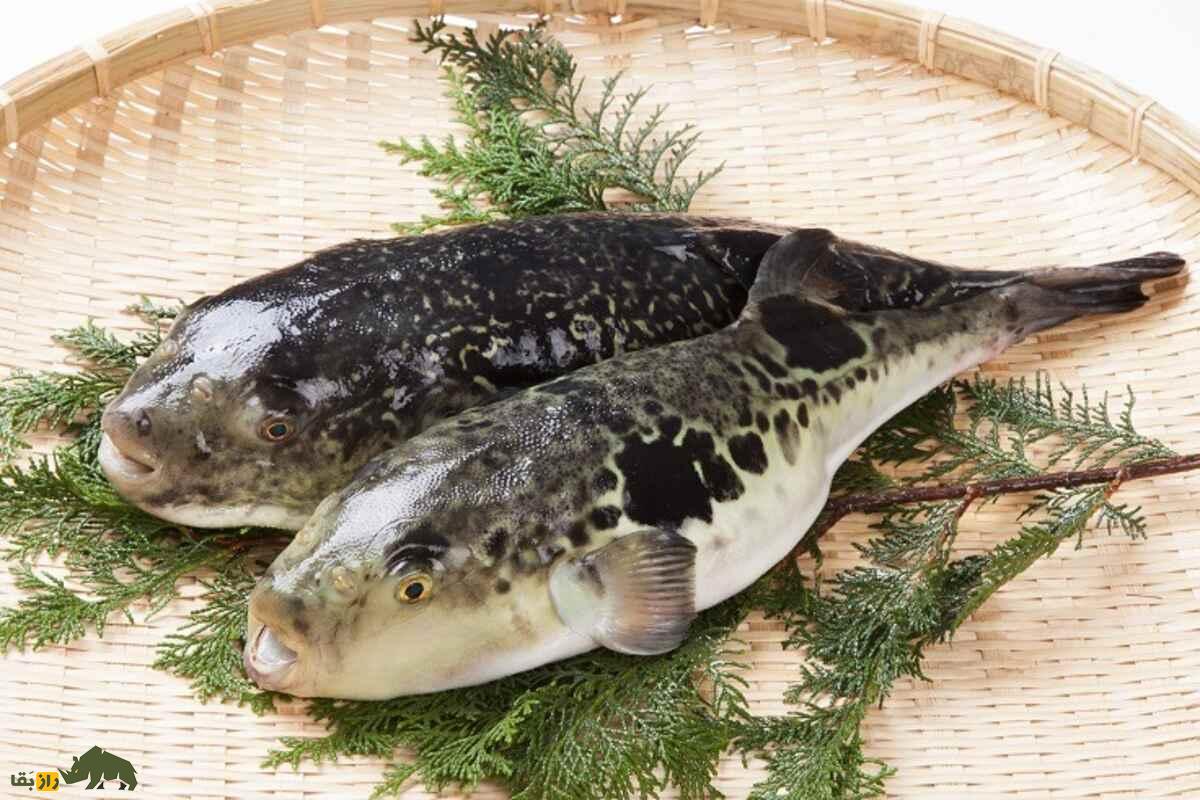 ماهی فوگو؛ غذای مرگبار ژاپنی با سمی قوی‌تر از سیانور که فقط آشپز‌های حرفه‌ای مجاز به پخت آن هستند