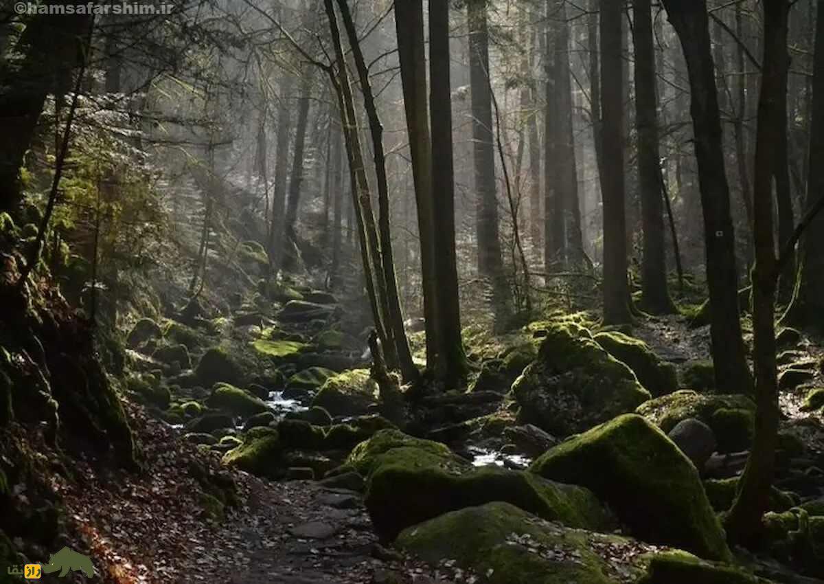 جنگل جیغ مشهد؛ ترسناکترین جنگل ایران که اجنه در آن زندگی میکنند و باعث ترس و وحشت مردم میشود جنگل جیغ مشهد