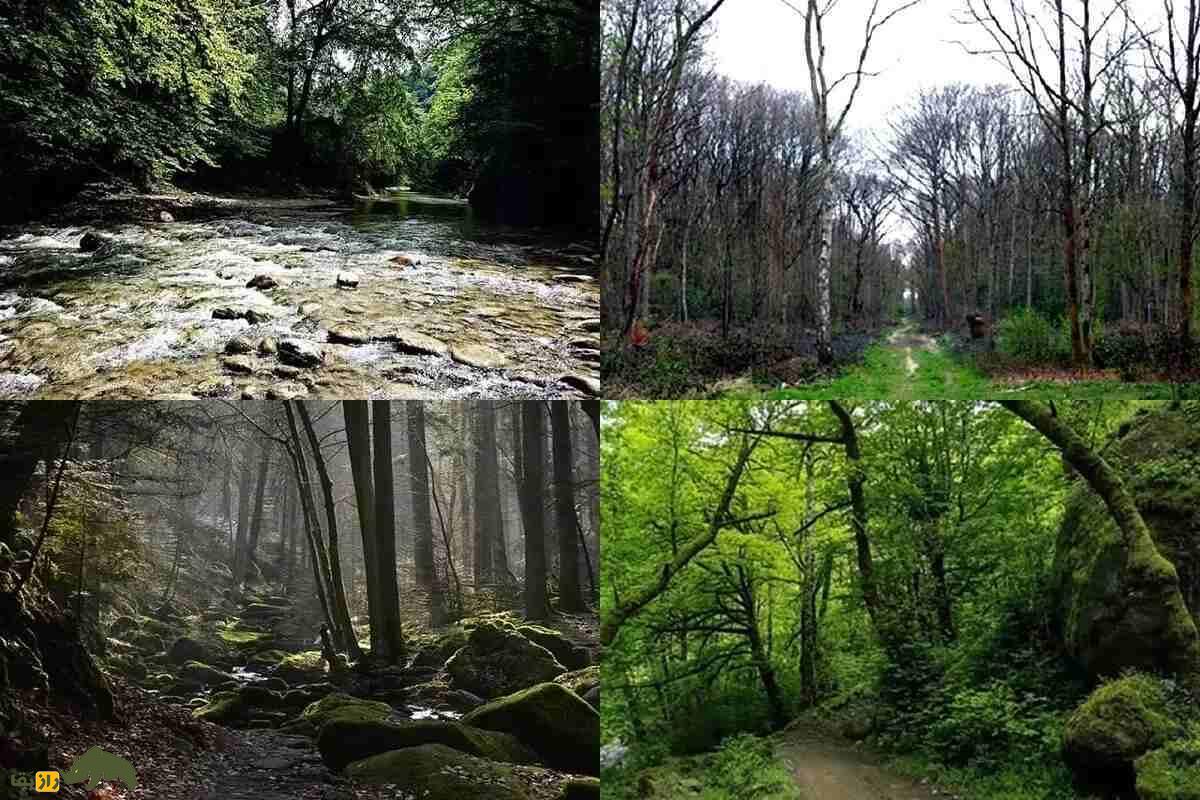 جنگل جیغ مشهد؛ ترسناکترین جنگل ایران که اجنه در آن زندگی میکنند و باعث ترس و وحشت مردم میشود جنگل جیغ مشهد