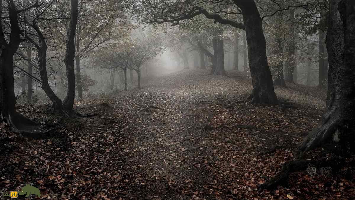 جنگل جیغ مشهد؛ ترسناکترین جنگل ایران که اجنه در آن زندگی میکنند و باعث ترس و وحشت مردم میشود جنگل جیغ مشهد