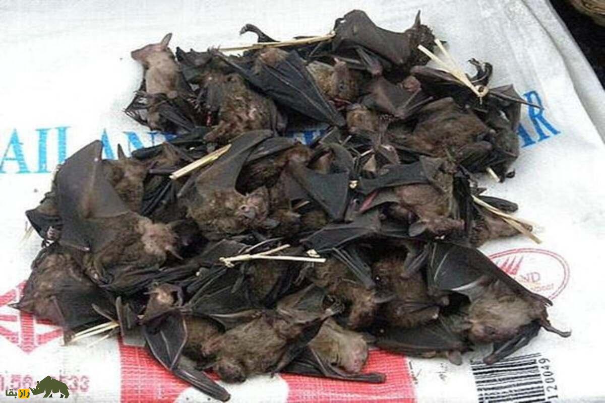 نوشیدن خون خفاش در بولیوی؛ درمان عجیب صرع یا یک باور مرگبار؟ واقعیت تلخ پشت یک سنت خطرناک