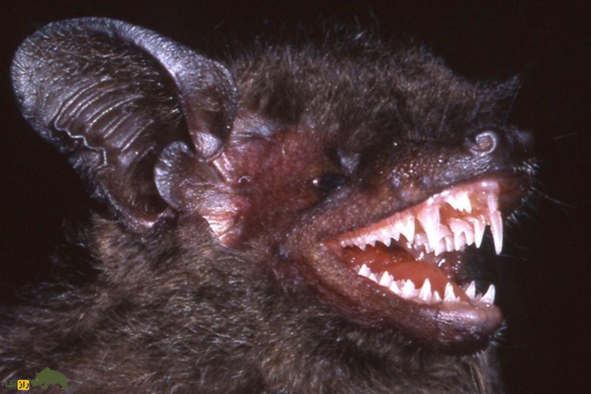 نوشیدن خون خفاش در بولیوی؛ درمان عجیب صرع یا یک باور مرگبار؟ واقعیت تلخ پشت یک سنت خطرناک