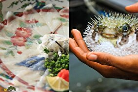 ماهی فوگو؛ غذای مرگبار ژاپنی با سمی قویتر از سیانور که فقط آشپزهای حرفهای مجوز پخت آن را دارند