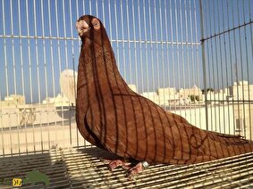 کبوتر قرمز غُزار؛ کبوتری باستانی معروف به «پادشاه سرخ» که اروپاییها نام آن را به سرقت بردند