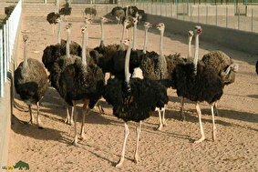 فیلمی خبرساز از آتش زدن استخوان هزاران شترمرغ در ایران؛ پودر استخوان شترمرغ به چه کار میآید؟