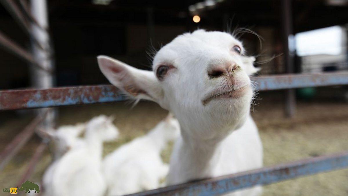 ابریشم شیر بز