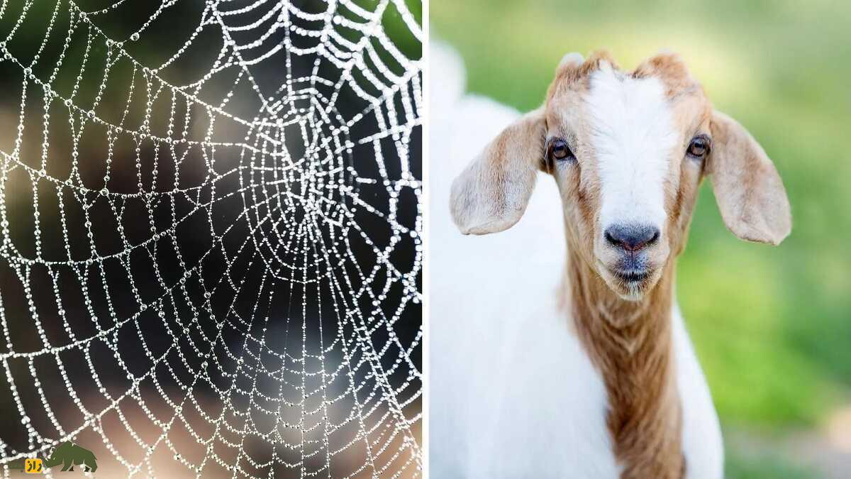 ابریشم شیر بز