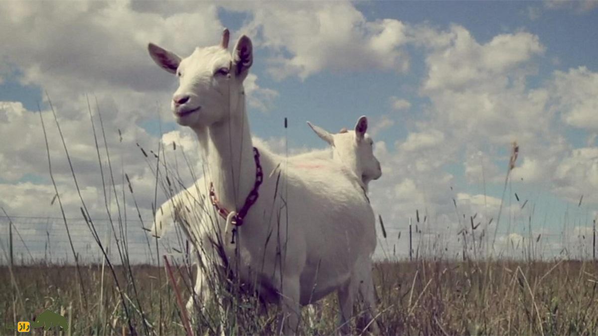 ابریشم شیر بز