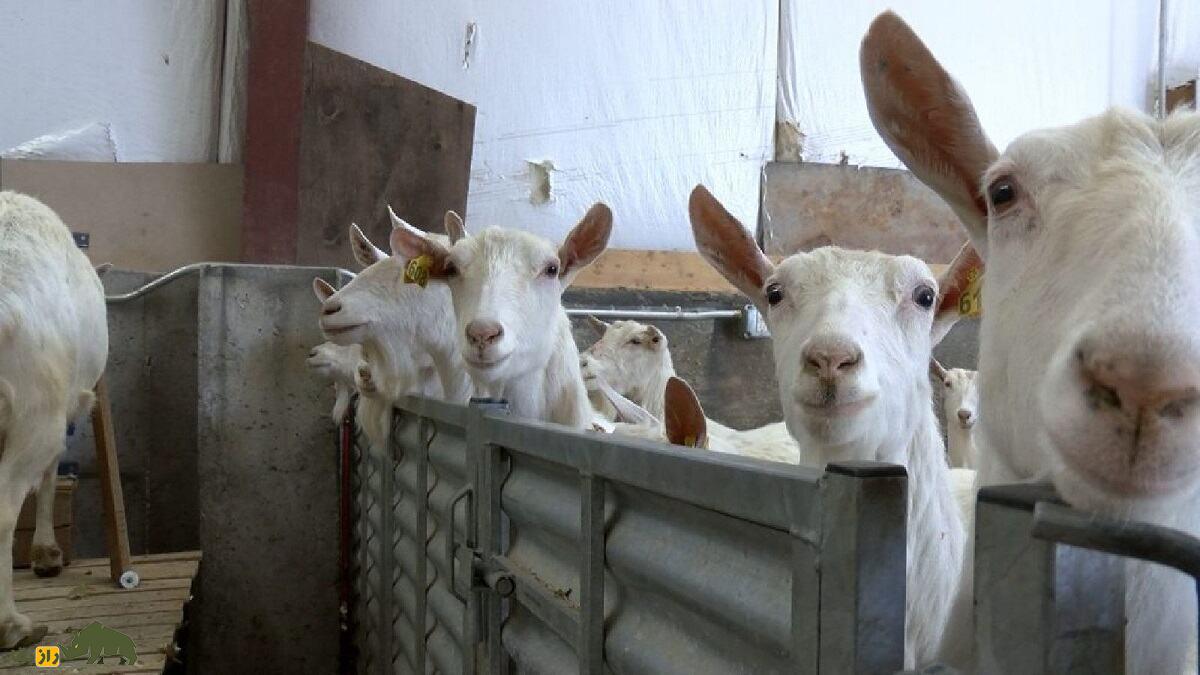 ابریشم شیر بز