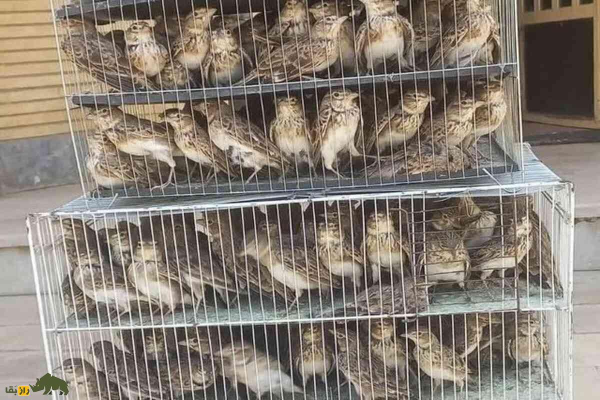 قاچاق چکاوک به افغانستان؛ تهدیدی جدی برای اکوسیستم ایران و تنوع زیستی قاچاق چکاوک به افغانستان؛ تهدیدی جدی برای اکوسیستم ایران و تنوع زیستی