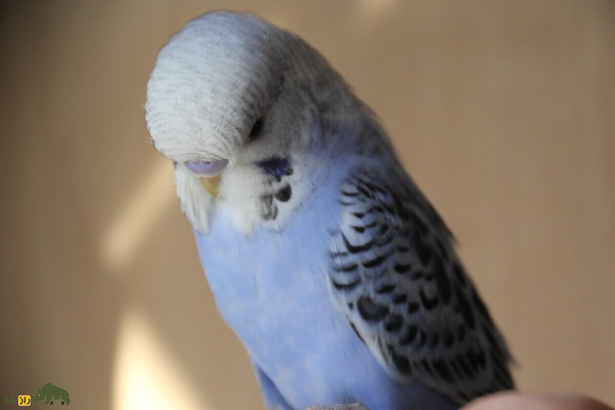 مرغ عشق انگلیسی؛ همه‌چیز درباره زیبایی، قیمت، نگهداری و پرورش یکی از محبوب‌ترین نژاد‌ها