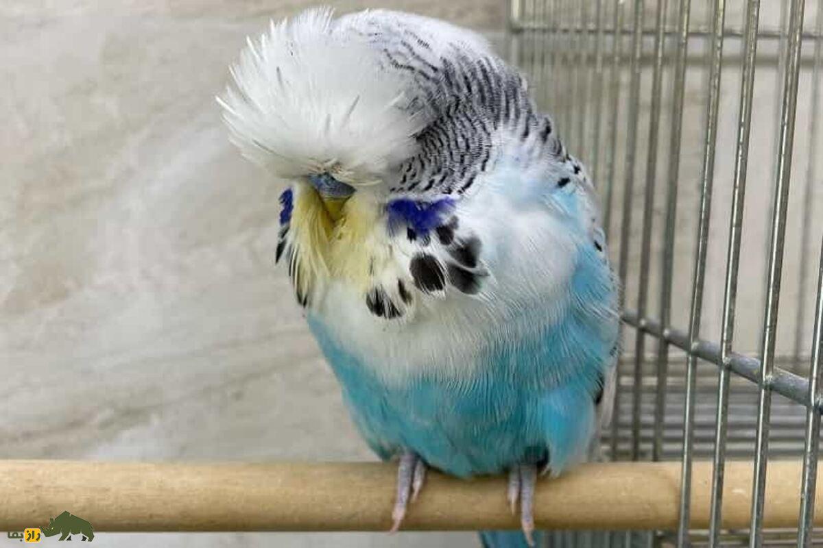 مرغ عشق انگلیسی؛ همه‌چیز درباره زیبایی، قیمت، نگهداری و پرورش یکی از محبوب‌ترین نژاد‌ها