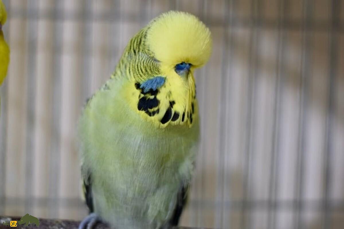 مرغ عشق انگلیسی؛ همه‌چیز درباره زیبایی، قیمت، نگهداری و پرورش یکی از محبوب‌ترین نژاد‌ها