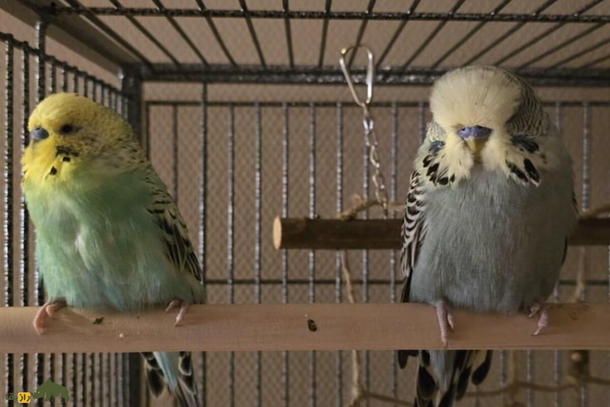 مرغ عشق انگلیسی؛ همه‌چیز درباره زیبایی، قیمت، نگهداری و پرورش یکی از محبوب‌ترین نژاد‌ها