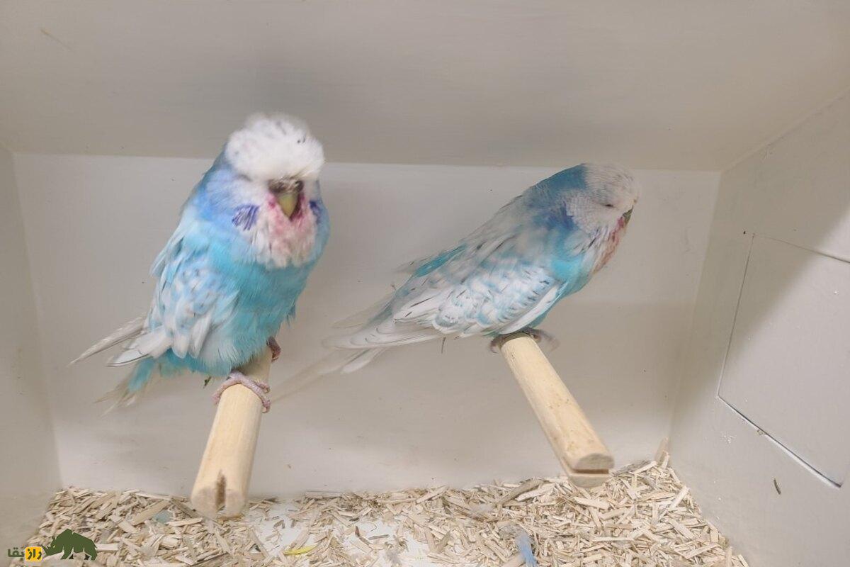 مرغ عشق انگلیسی؛ همه‌چیز درباره زیبایی، قیمت، نگهداری و پرورش یکی از محبوب‌ترین نژاد‌ها