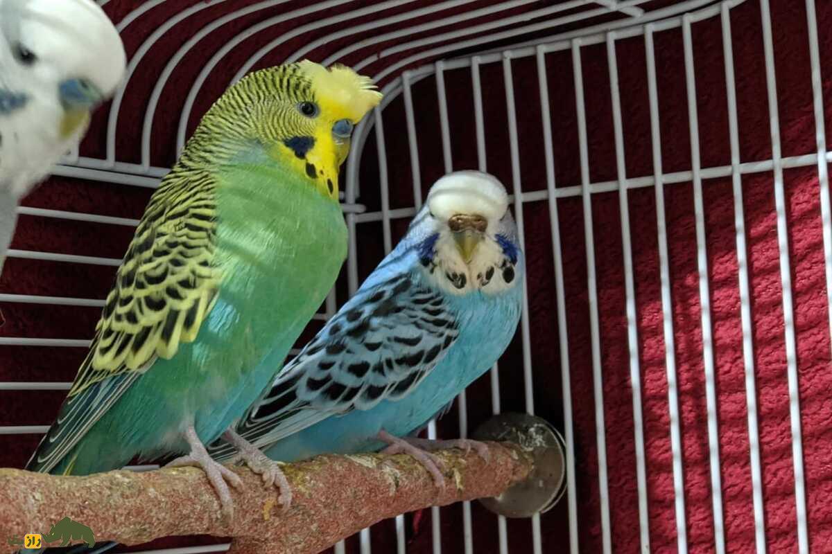 مرغ عشق انگلیسی؛ همه‌چیز درباره زیبایی، قیمت، نگهداری و پرورش یکی از محبوب‌ترین نژاد‌ها