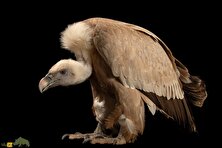 دال؛ کرکسی آدم‌خوار با اسید معده قوی‌تر از اسید باتری که طاعون و سیاه‌زخم را نابود می‌کند