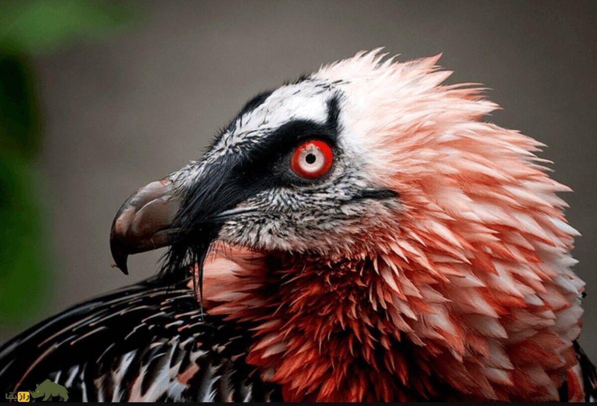 فیلمی باورنکردنی از بلیعدن استخوان بلند توسط پرنده افسانهای همای سعادت فیلمی باورنکردنی از بلیعدن استخوان بلند توسط پرنده افسانهای همای سعادت