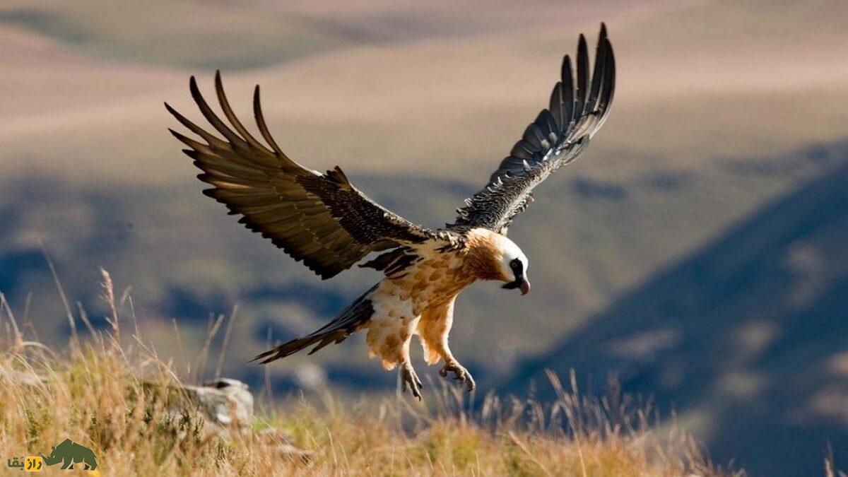 فیلمی باورنکردنی از بلیعدن استخوان بلند توسط پرنده افسانهای همای سعادت فیلمی باورنکردنی از بلیعدن استخوان بلند توسط پرنده افسانهای همای سعادت