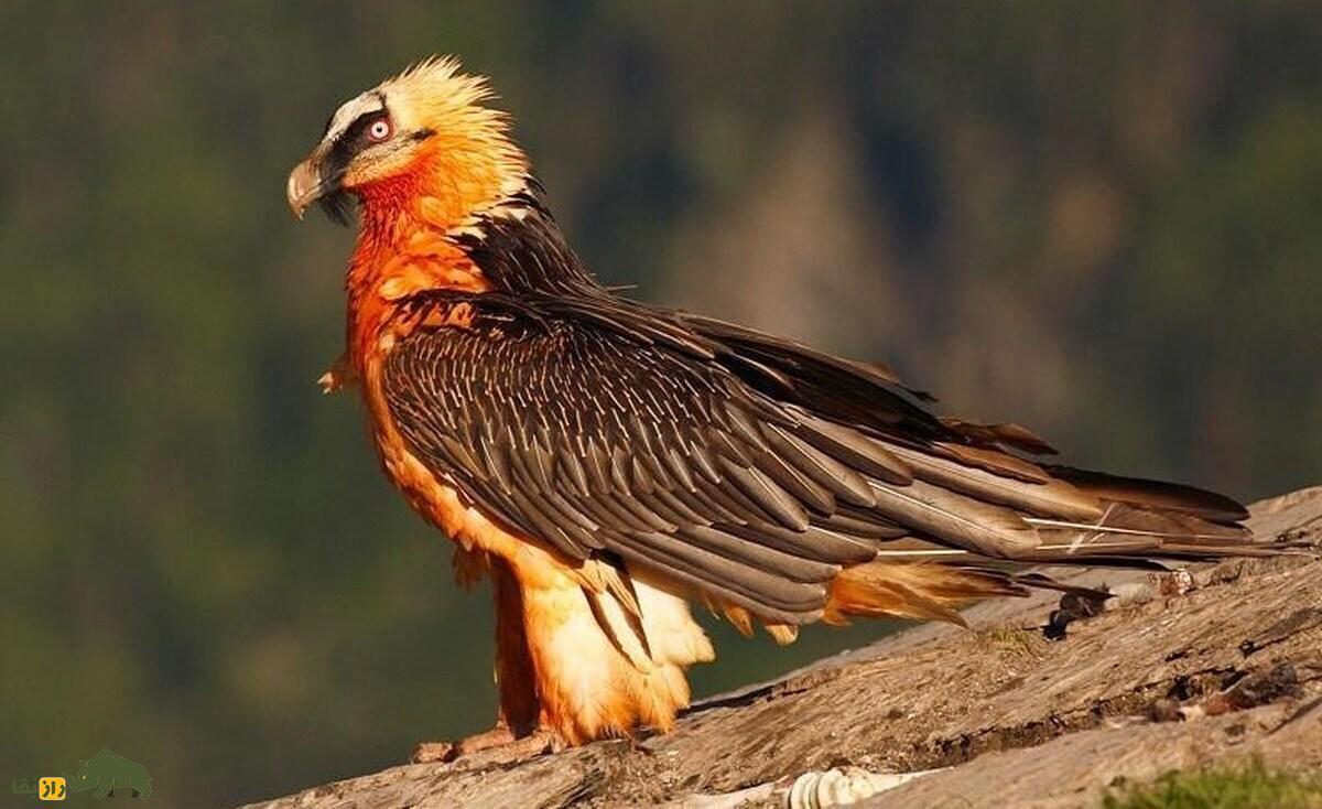 فیلمی باورنکردنی از بلیعدن استخوان بلند توسط پرنده افسانهای همای سعادت فیلمی باورنکردنی از بلیعدن استخوان بلند توسط پرنده افسانهای همای سعادت