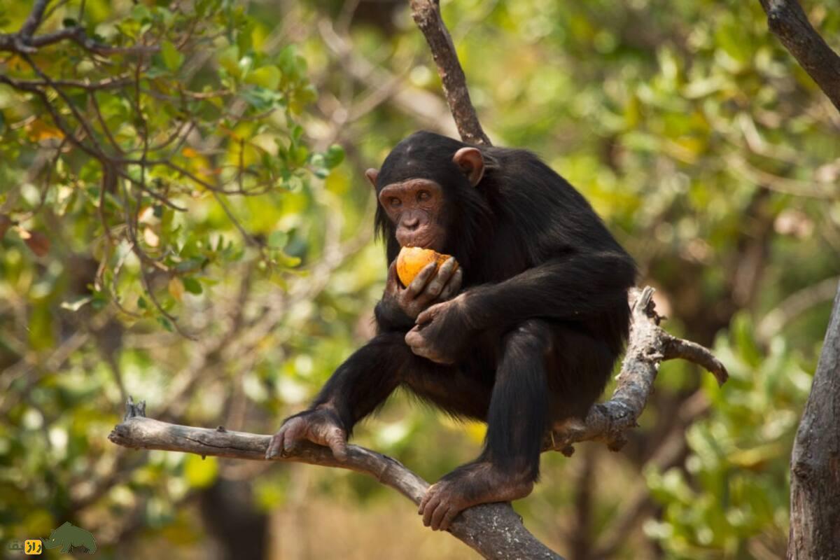 آیا میل انسان به نوشیدنی‌های الکلی ارثی است؟ مستی گروهی شامپانزه‌ها فرضیه‌ای فرگشتی را تقویت کرد