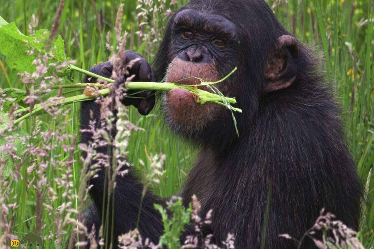 آیا میل انسان به نوشیدنی‌های الکلی ارثی است؟ مستی گروهی شامپانزه‌ها فرضیه‌ای فرگشتی را تقویت کرد