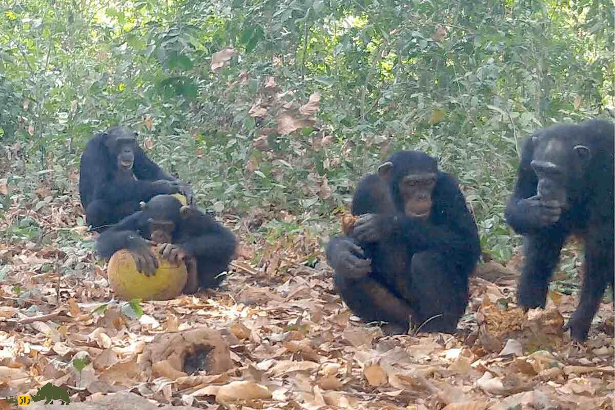 آیا میل انسان به نوشیدنی‌های الکلی ارثی است؟ مستی گروهی شامپانزه‌ها فرضیه‌ای فرگشتی را تقویت کرد