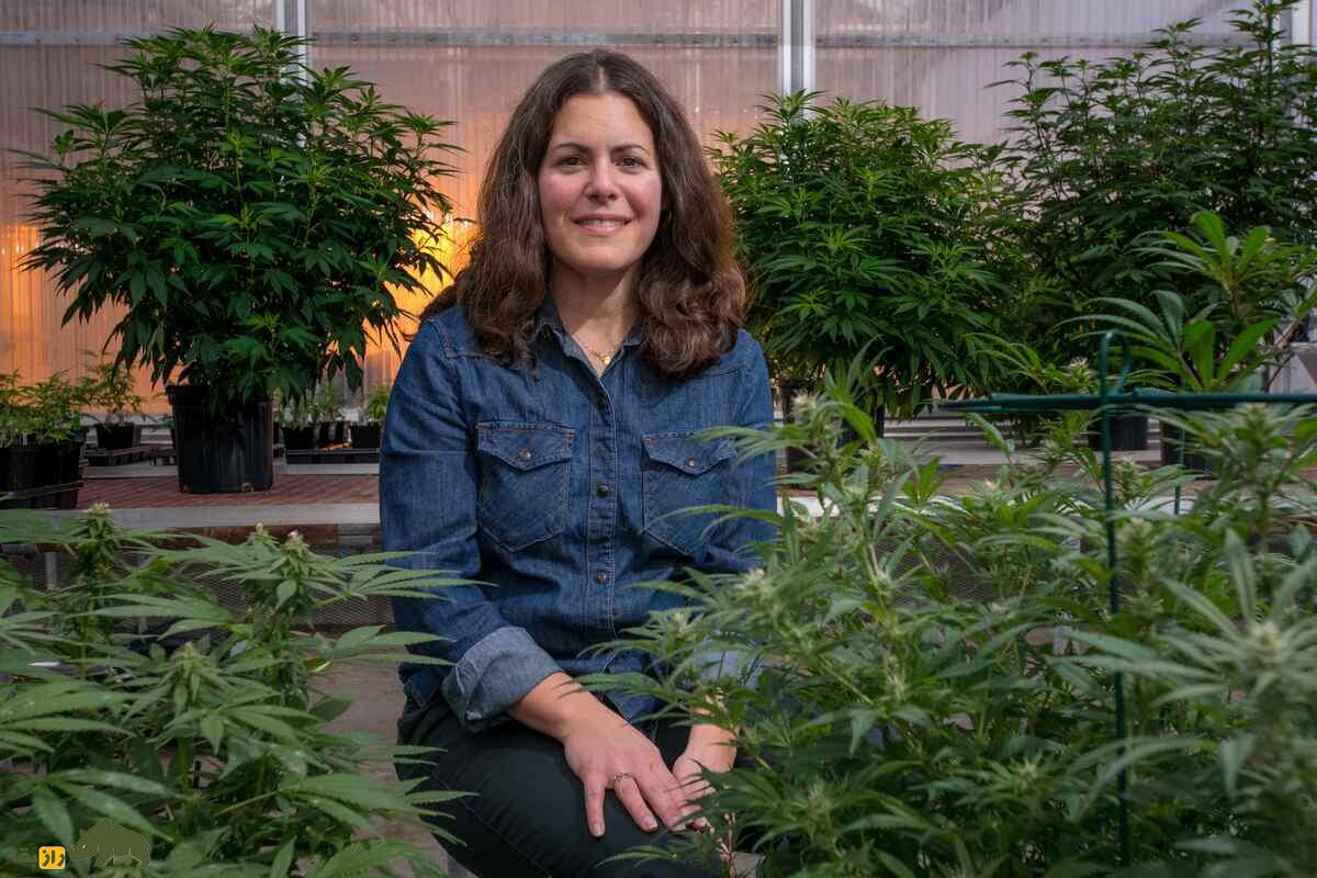 شاهدانه؛ چرا این گیاه هم آرام‌بخش است، هم روانگردان و هم صنعتی؟!