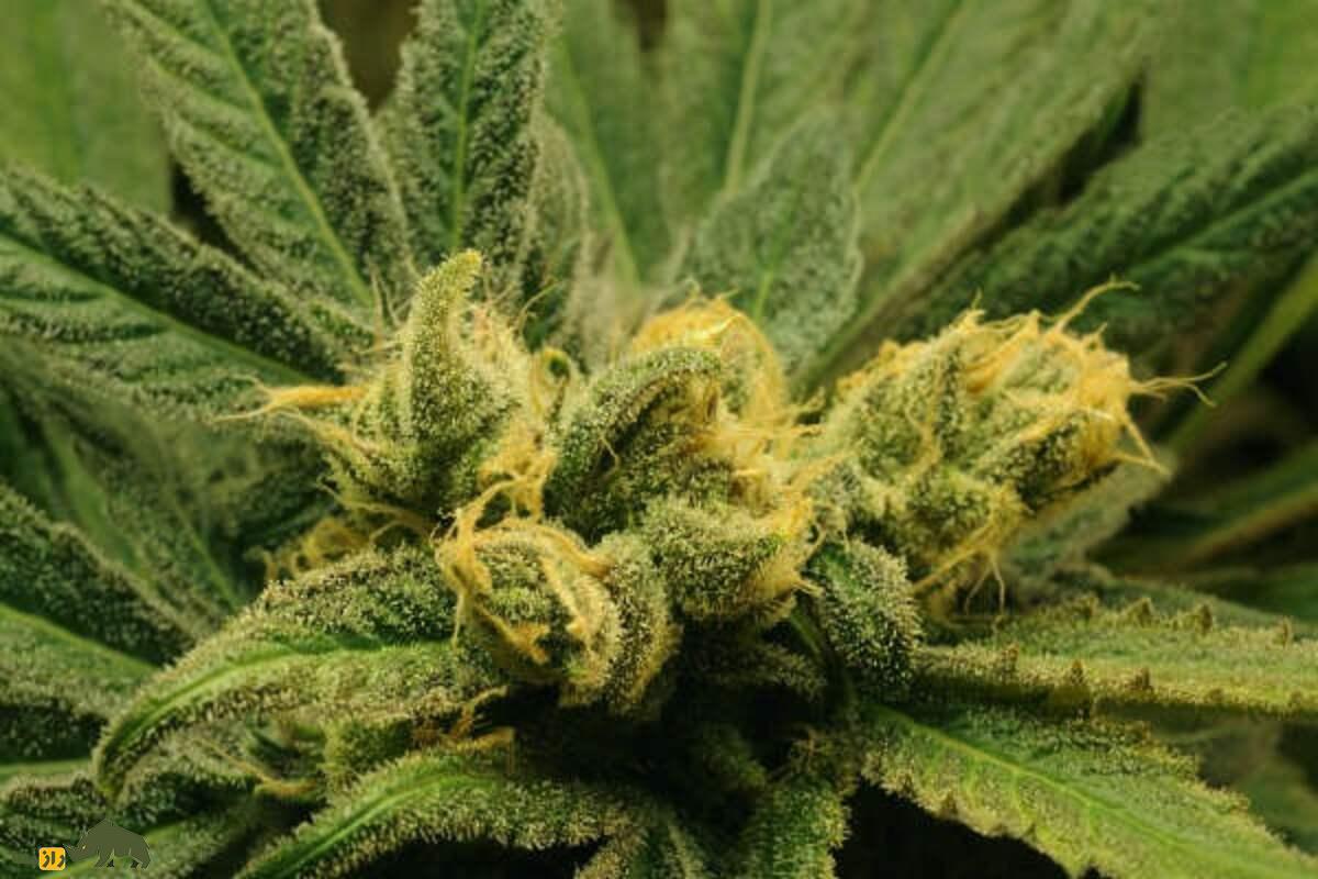 شاهدانه؛ چرا این گیاه هم آرام‌بخش است، هم روانگردان و هم صنعتی؟!