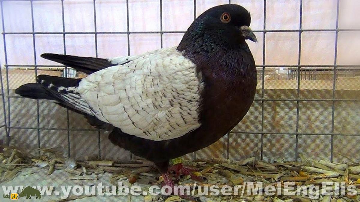 کبوتر هایاسینت: کبوتر معروف به «الماس آبی» که تنها کبوتر رنگی کشور هلند است کبوتر هایاسینت