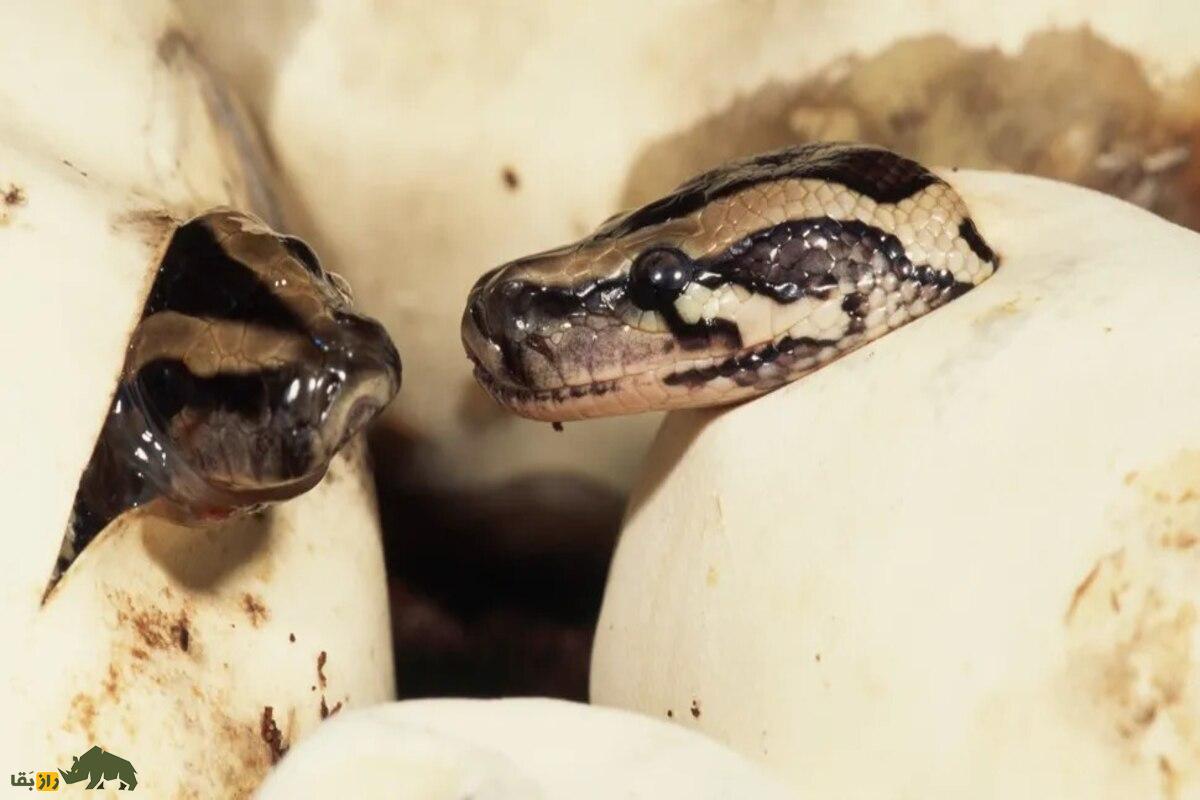 مار‌های پیتون برمه‌ای پس از یخبندان فلوریدا تکامل یافتند: تهدیدی خطرناک برای آینده آمریکا