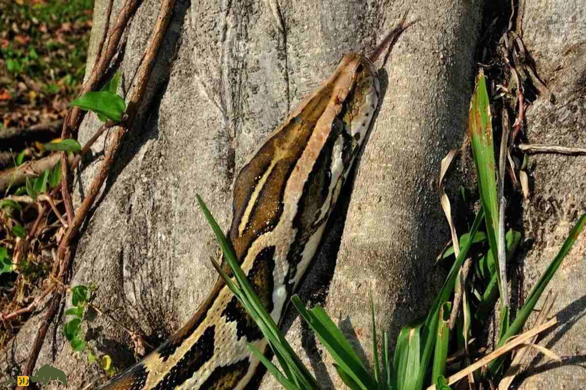 مار‌های پیتون برمه‌ای پس از یخبندان فلوریدا تکامل یافتند: تهدیدی خطرناک برای آینده آمریکا