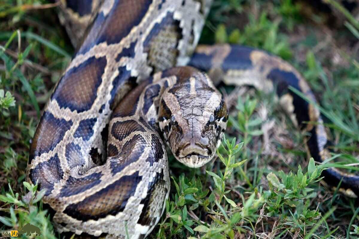 مار‌های پیتون برمه‌ای پس از یخبندان فلوریدا تکامل یافتند: تهدیدی خطرناک برای آینده آمریکا